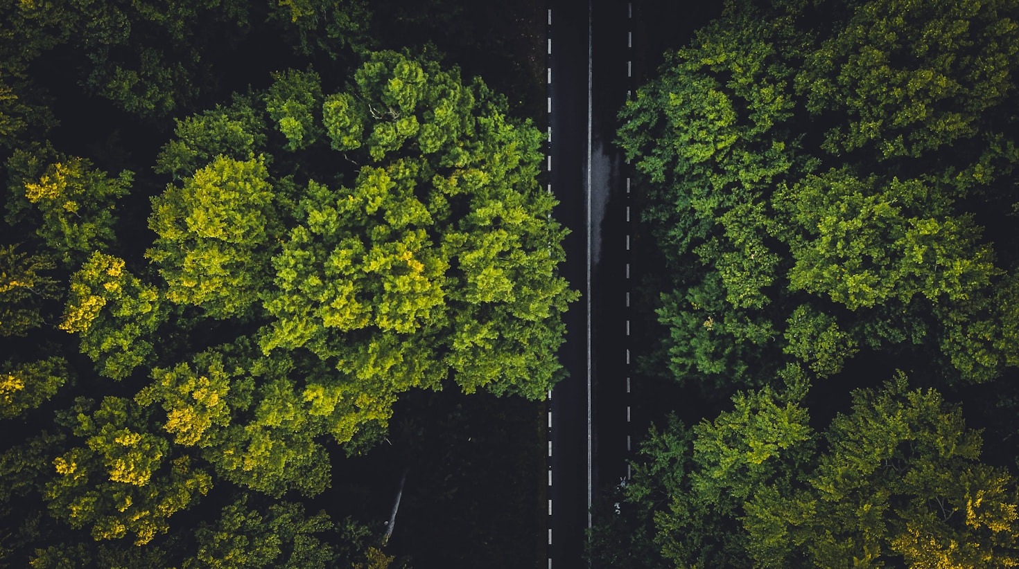 Como os estudos de viabilidade podem transformar projetos ambientais