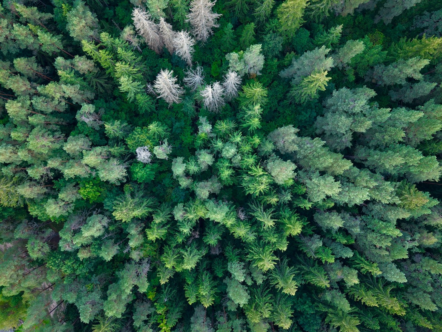 Materiais lenhosos: gestão responsável e sustentável